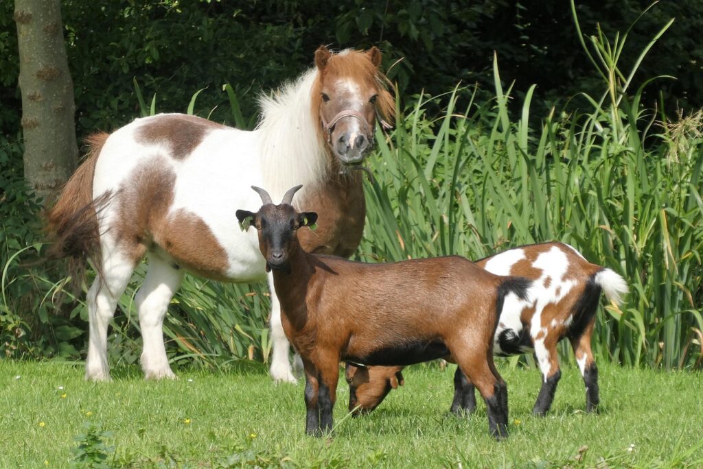 pony, goats, farm animals, animals, mammals, pasture, landscape, nature, animal world, farm, pony, pony, pony, pony, pony, goats, goats, farm animals, farm animals, farm, farm